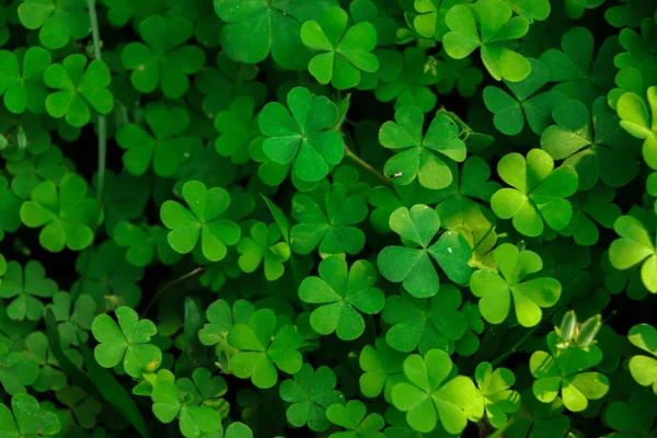 Green clover background, natural plant green background of small wild clover