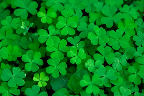 Stock image four leaf clover on green shamrock background