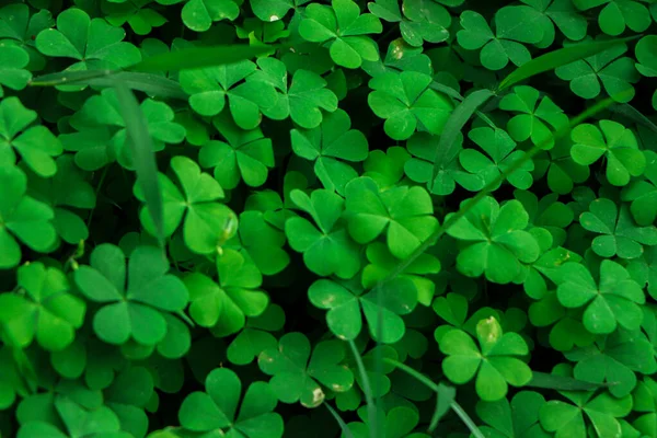 Close Four Leaf Water Clover Clover Fern Selective Focus Blurred — Stock Photo, Image