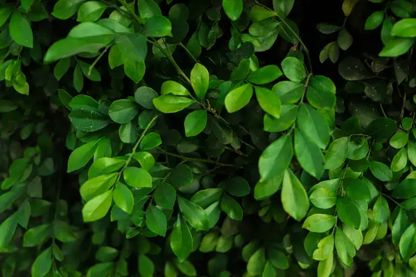 緑の葉壁 質感の背景 — ストック写真
