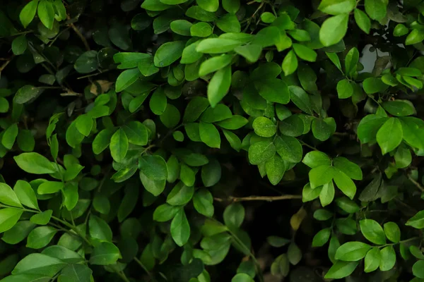 露水和绿叶的背景 清晨雨后 绿叶呈暗色 热带植物 摄影概念 自然及植物 — 图库照片
