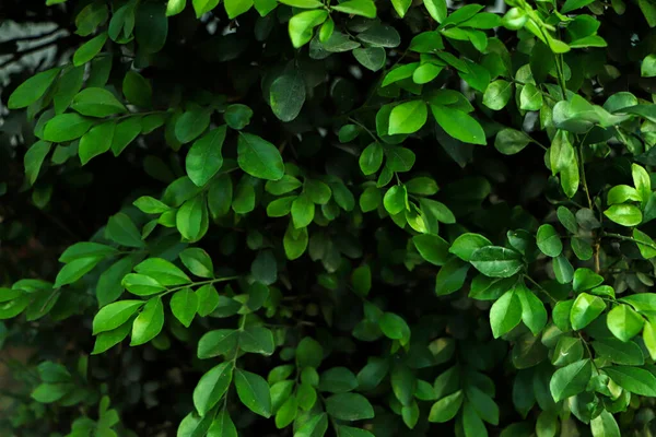 Drobné Čerstvé Zelené Listy Pozadí — Stock fotografie