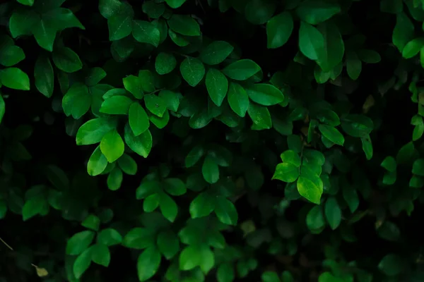 Close Tropical Verde Deixa Textura Fundo Abstrato Conceito Natureza Tom — Fotografia de Stock
