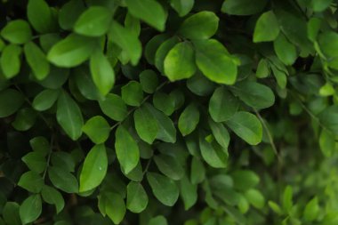 Yeşil yapraklı arka plan. sürdürülebilir arkaplan