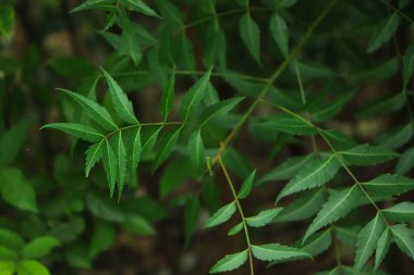 Tıbbi ayurvedic azadirachta indica veya Neem yaprakları ve çiçekler. Çok güçlü bir Hint ilaç ağacı..