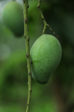 Ağaçta asılı taze mango