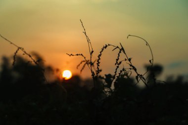 Çimlerin ve güneşin üzerinde bir gün batımı
