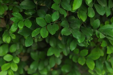 Çimen duvarı dokusu ve arkaplanı