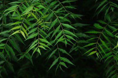 Azadirachta indica 'nın bir dalı, yaprakları gösteren bir ağaç.
