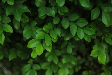 Ormanda taze yeşil yaprak geçmişi