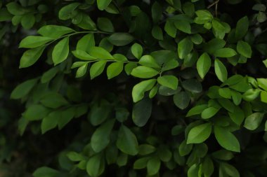 Yeşil yapraklı arka plan. sürdürülebilir arkaplan