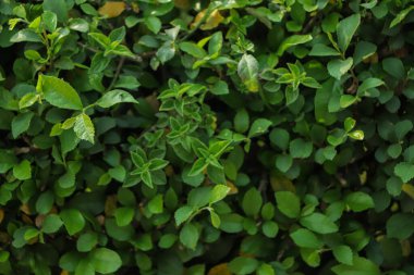 Yeşil yapraklı arka plan. sürdürülebilir arkaplan