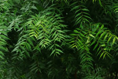 Azadirachta indica - Neem ağacı yapraklarının bir dalı. Doğal Tıp.
