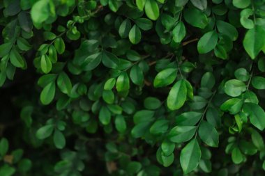 Siyah arkaplanda su damlası olan yeşil yaprak