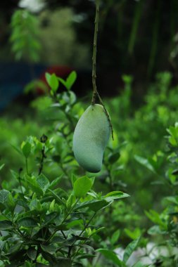 Bir mango, Mangifera indica, ağaçta asılı.