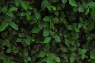 yaprak yeşil duvar dokusu arka plan