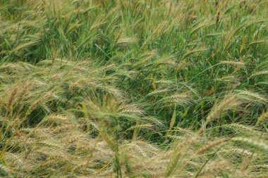 Tarlada taze taze buğday kulakları