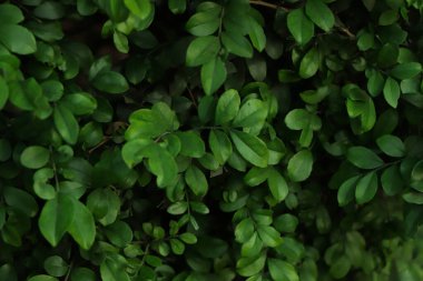 Ormanda arka plan olarak küçük yeşil yaprak