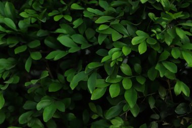 Küçük yeşil yaprak arkaplanı