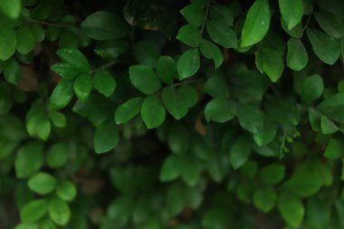 yaprak yeşil duvar dokusu arka plan