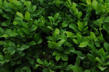 Taze yeşil yaprak dokusunun arkaplanı