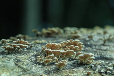 Yaşlı ağaç gövdesinde büyüyen küçük mantarlar
