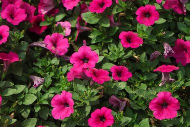 Petunya bahçede, Petunya tencerede, Petunya bulanık arka plan, Petunya 'ya Yakın Çiçek.