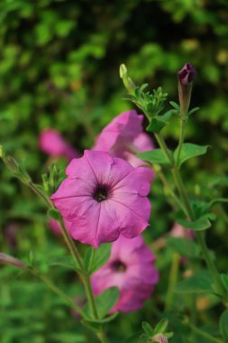 Bahçedeki pembe petunya çiçeğine odaklan
