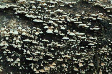 Yenilebilir mantarlar. Yosun ormanında Chanterelle mantarı. Seçici odak.