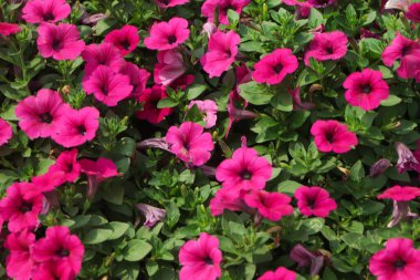 Bahçedeki pembe petunya çiçeğinin arka planı