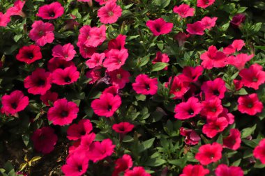 Çiçek açan pembe petunyaların tam çerçevesi