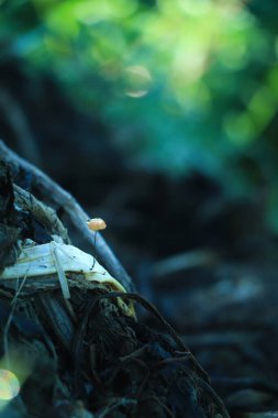 Ormandaki küçük bir mantarın rüya gibi arka planı