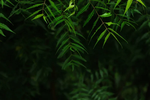 stock image Neem leaves used as ayurvedic medicine with ground paste over white background, Used in skin care, beauty products and creams.