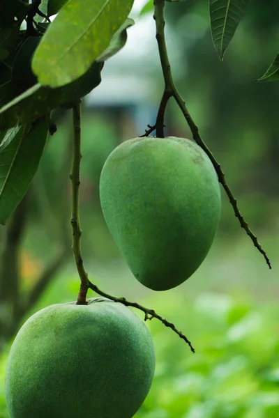 stock image One mango, Mangifera indica, hanging on tree