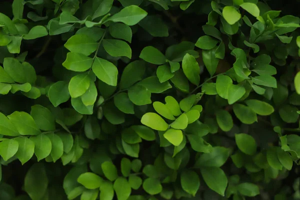 stock image Green leaf background. sustainable background