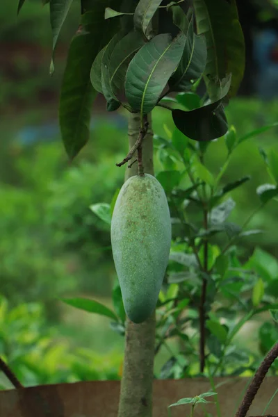 Een Mango Mangifera Indica Hangend Aan Boom — Stockfoto