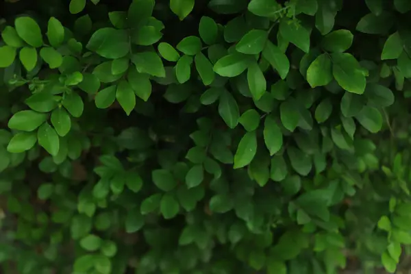 Текстура Травяной Стены Фон — стоковое фото