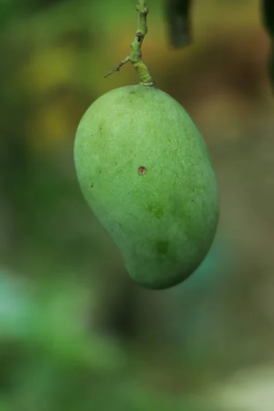 Ein Haufen Mango Mit Unscharfem Blatthintergrund Junge Mango — Stockfoto