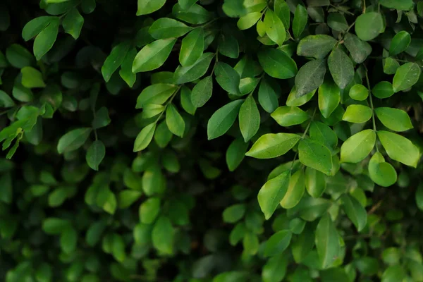 Grün Blatt Hintergrund Wald Hintergrund — Stockfoto