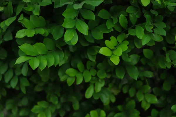 Fondo Hoja Verde Fresca Bosque — Foto de Stock