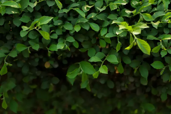 Grün Blatt Hintergrund Wald Hintergrund — Stockfoto