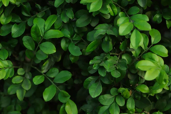 Frisch Grünes Blatt Hintergrund Tropischen Wald — Stockfoto