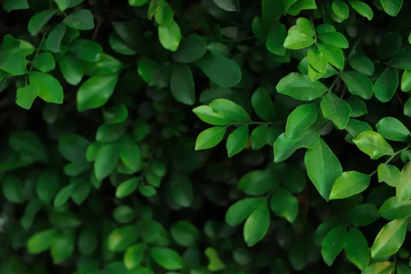 Fondo Grupo Hojas Tropicales Color Verde Oscuro Concepto Naturaleza — Foto de Stock