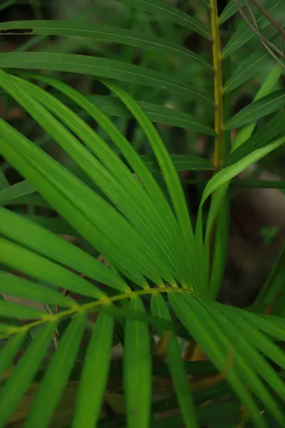熱帯の葉抽象的な緑の葉の質感自然背景 — ストック写真