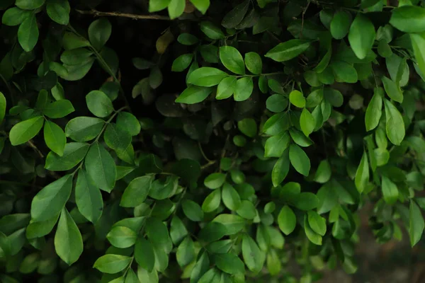 Hintergrund Frischer Grüner Blätter Wald — Stockfoto