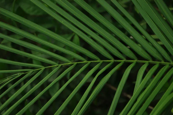 Liść Kokosowy Tekstury Zbliżenie — Zdjęcie stockowe