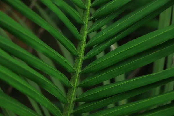 Zbliżenie Świeżego Liścia Kokosowego Ogrodzie — Zdjęcie stockowe