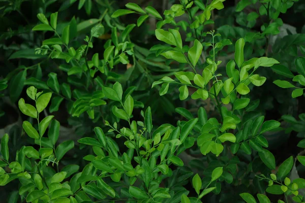 Groene Blad Achtergrond Tuin — Stockfoto
