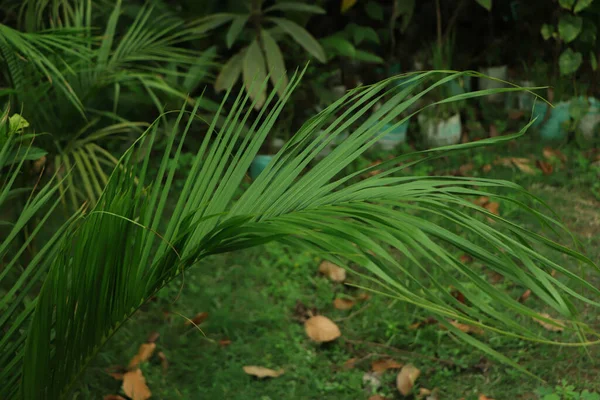 新鮮な緑のココナッツの葉のテクスチャ背景 — ストック写真