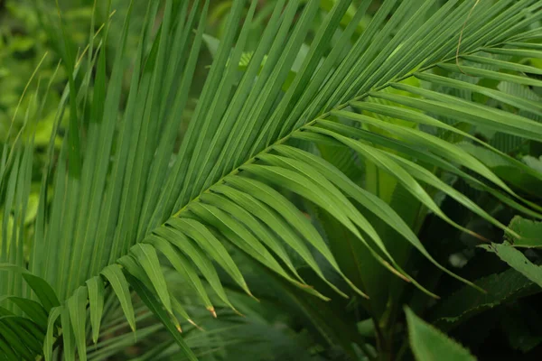 Tekstura Świeżego Liścia Kokosowego — Zdjęcie stockowe